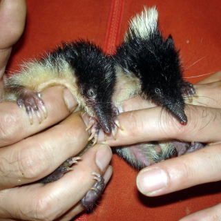 黑頭猊猬01學名 Hemicentete nigriceps英名 streaked tenrec