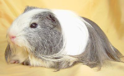 家豚鼠01(謝特蘭天竺鼠)學名Cavia aperea porcellus英名Guinea pig