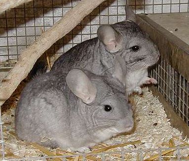 絨鼠01學名Chinchilla Lanigera英名Chinchilla