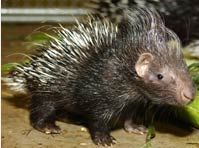 鬃毛豪豬01學名Hystrix cristata英名crested porcupines