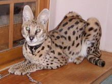 藪貓01學名Felis serval英名Serval