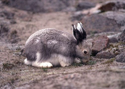 北極野兔01(夏毛)學名lepus arcticus英名arctic hare