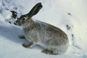 白尾傑克兔01學名lepus townsendi英名White-tailed Jack rabbit