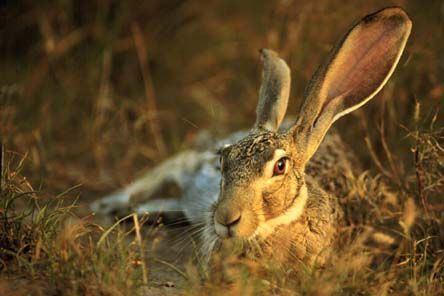 白邊傑克兔01(暫譯)學名lepus callotis英名White-sided Jackrabbit