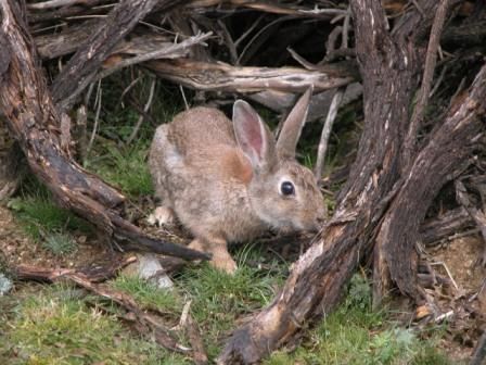 穴兔01學名oryctolagus cuniculus英名European rabbit