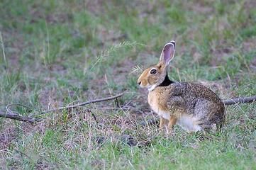印度野兔01學名lepus nigricollis英名Indian Hare