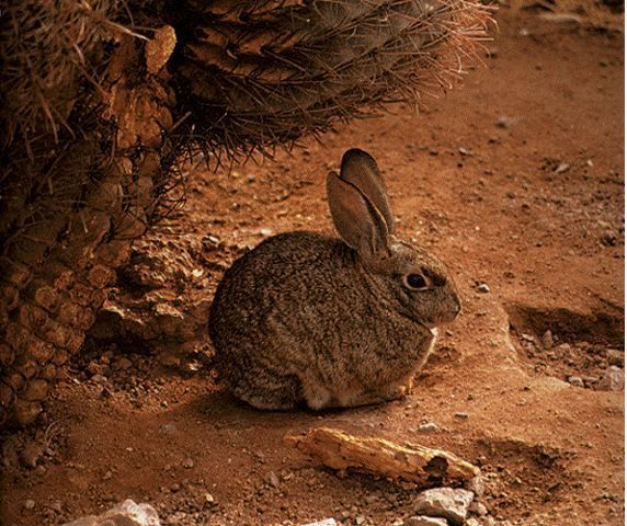 沙漠棉尾兔01學名sylvilagus auduboni英名Desert Cottontail