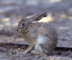 亞非野兔(草兔)01學名lepus capensis英名Cape Hare