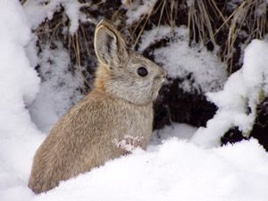 侏儒兔01學名brachylagus idahoensis英名pygmy rabbit