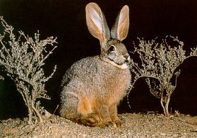 岩兔01學名Bunolagus monticularis英名Riverine Rabbit
