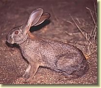 南非野兔01學名lepus saxatilis英名southern bush Hare