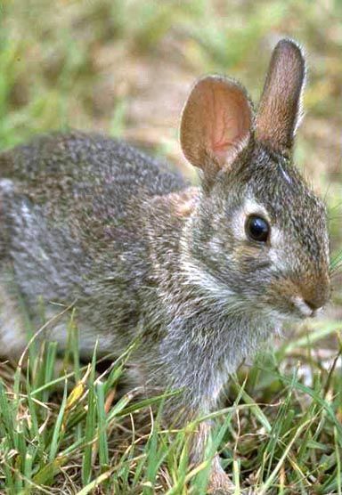 美東棉尾兔01學名Sylvilagus Floridanus英名eastern cottontail