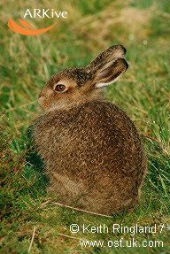 雪兔01學名lepus timidus英名mountain hare