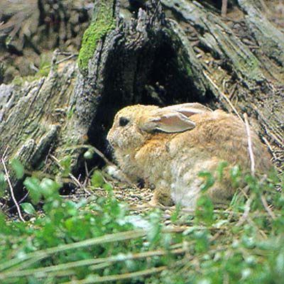 華南(短耳)野兔01學名lepus sinensis英名Chinese Hare
