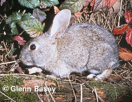 叢毛棉尾兔01學名sylvilagus bachmani英名Brush Rabbit