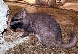 大絨鼠01學名Lagostomus maximus英名Plains viscacha