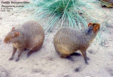 南美刺豚鼠01學名Dasyprocta azarae英名Azara's agouti