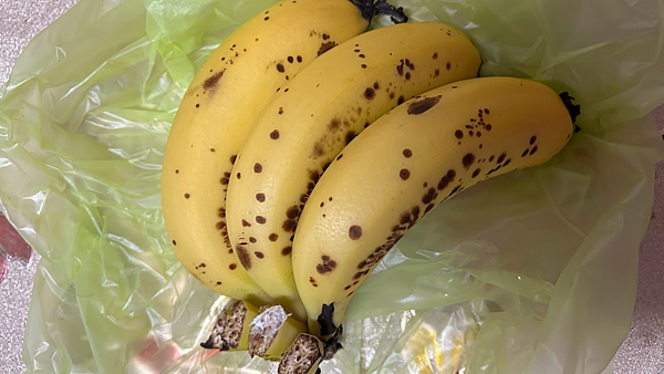 沒吃完的香蕉小飛蟲飛來飛去，小妙招輕鬆解決小飛蟲