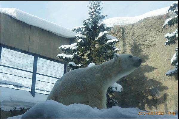 D4-旭山動物園050.JPG