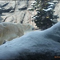 D4-旭山動物園054.JPG