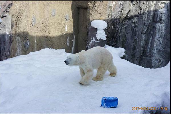 D4-旭山動物園066.JPG