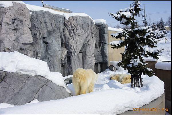 D4-旭山動物園074.JPG