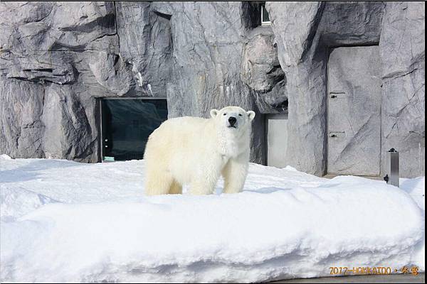 D4-旭山動物園079.JPG