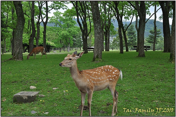 奈良-東大寺023.JPG