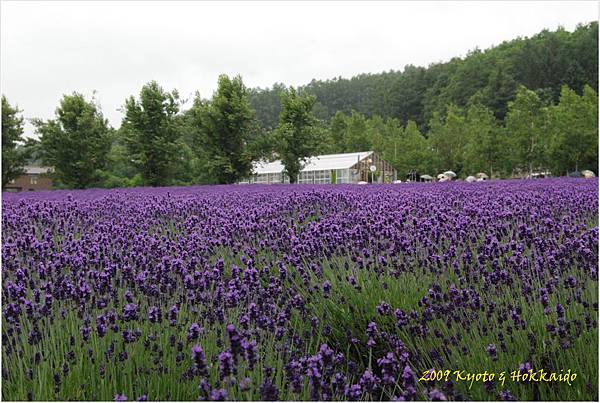 8富田農場6.JPG