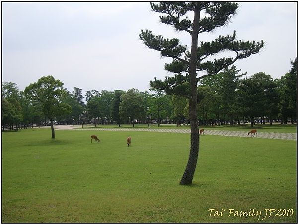 奈良公園030.JPG