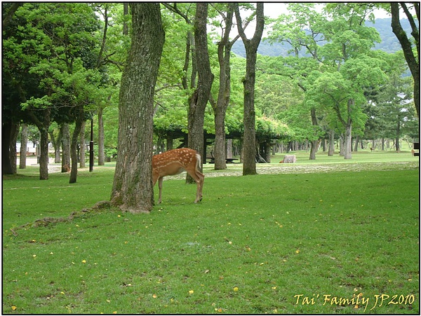 奈良-東大寺004.JPG