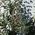 apple tree