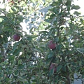 apple tree 2