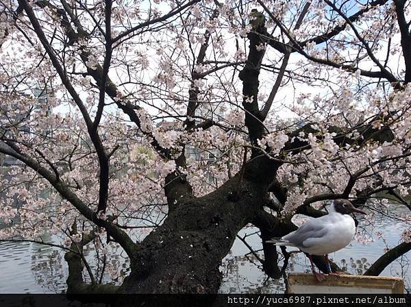 Shinobazu pond