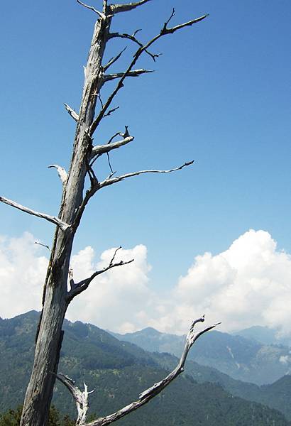 枯樹山巒