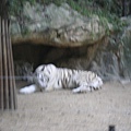 白老虎