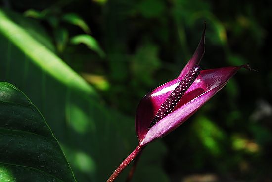 DSC_0412.jpg
