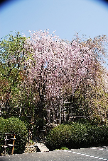 接著又來到龍安寺~因為只有這邊有免費停車場...