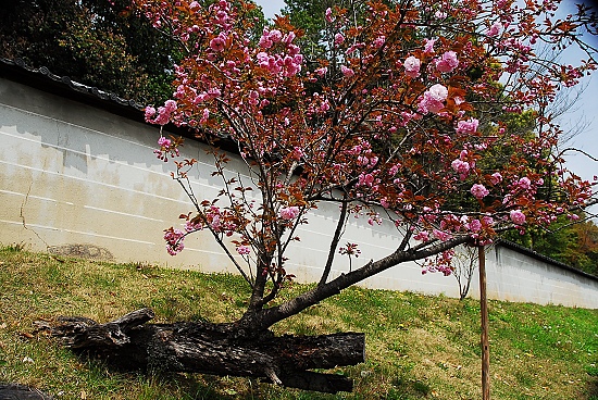 路旁的小櫻花樹