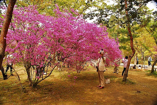 這邊...是ㄧ整片不知名的粉紅花~