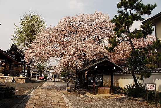 離開本隆寺，準備搭嵐電去嵐山~