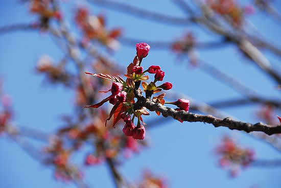 尚未開花啊!花苞狀態