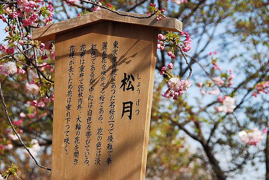 松月...東京荒川堤防邊有名的櫻花~花多重...最多約25朵一坨