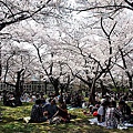櫻花樹下的野餐