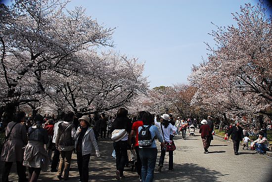 賞花人潮