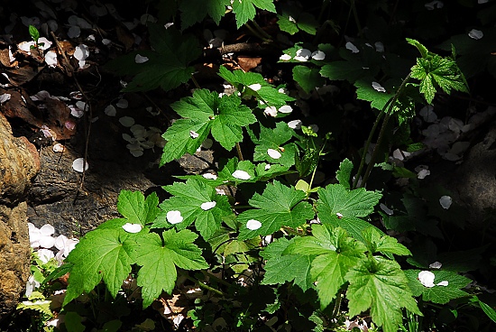 花瓣落得很井然有序