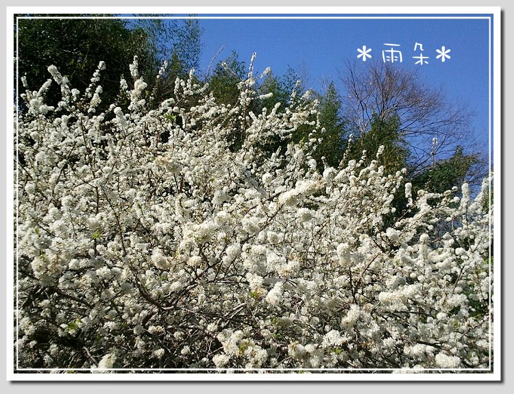 草坪頭賞花18