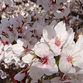 20110407in寶塚 009.jpg