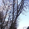 20101201東川町 002.jpg