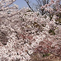 20110415in寶塚 007.jpg